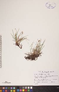 Carex scirpoidea subsp. scirpoidea image