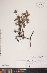 Vaccinium uliginosum image