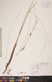 Carex lasiocarpa image