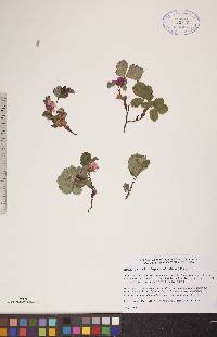 Rubus arcticus image