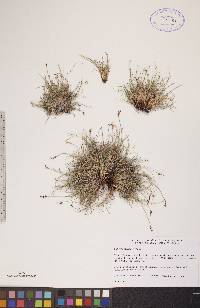 Carex glacialis image