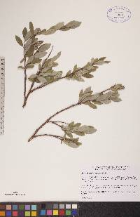 Salix glauca image