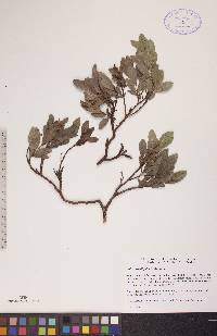 Salix myrtillifolia image