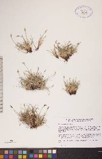 Carex glacialis image