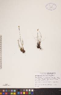 Juncus albescens image