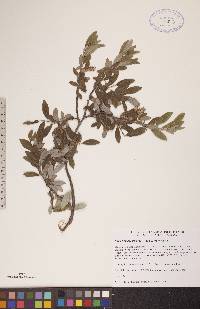 Salix brachycarpa subsp. brachycarpa image