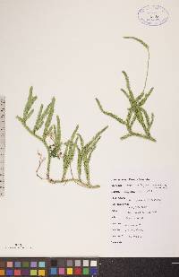 Lycopodium lagopus image