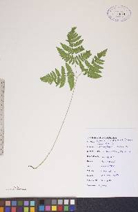 Gymnocarpium dryopteris image