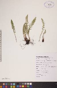 Woodsia ilvensis image