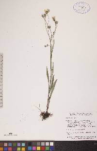 Crepis tectorum image