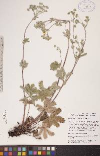 Potentilla gracilis image