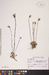 Primula stricta image