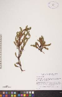 Empetrum nigrum image