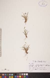 Carex capillaris image