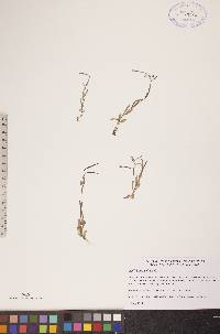 Epilobium palustre image