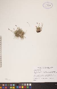 Carex glacialis image