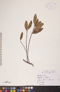 Ceanothus herbaceus image