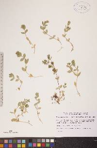 Honckenya peploides subsp. diffusa image