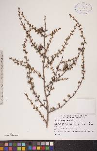 Larix laricina image