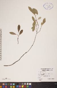 Prunus pumila image