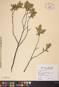 Rhamnus alnifolia image