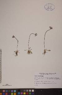 Primula stricta image