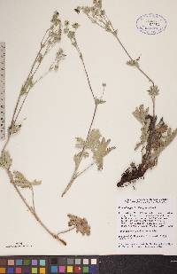 Potentilla gracilis image