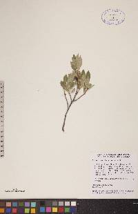 Prunus susquehanae image