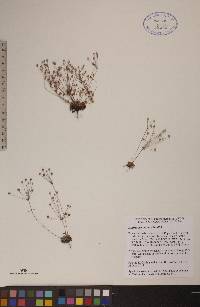 Androsace septentrionalis image