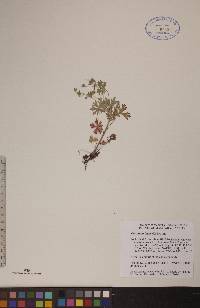 Geranium bicknellii image