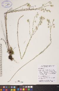 Linum lewisii image