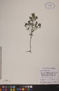 Melampyrum lineare image