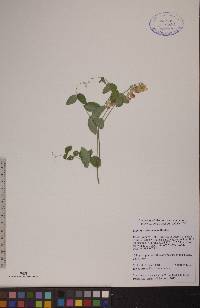 Lathyrus ochroleucus image