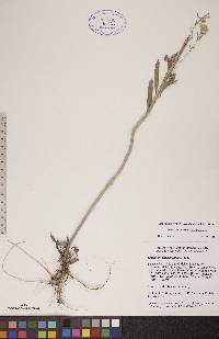 Erysimum cheiranthoides image