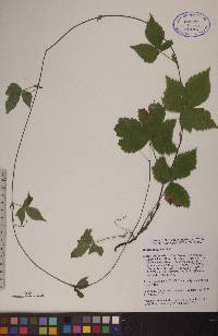 Rubus pubescens image