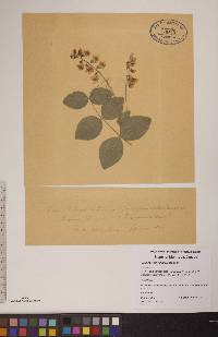 Lathyrus ochroleucus image