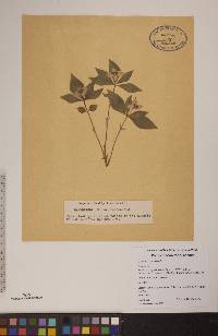 Cornus canadensis image