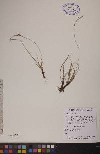 Carex richardsonii image