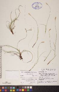 Carex richardsonii image