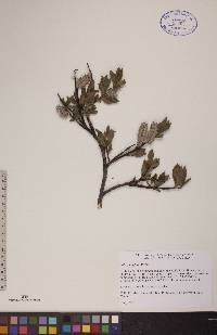 Salix planifolia image