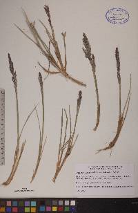 Arctagrostis latifolia subsp. latifolia image