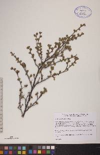 Betula glandulosa image