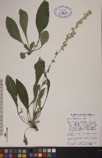 Solidago hispida image