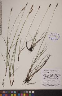 Carex scirpoidea image