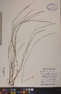 Muhlenbergia richardsonis image
