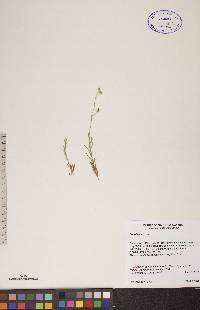 Cerastium arvense image