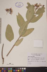 Asclepias speciosa image