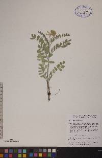 Astragalus canadensis image