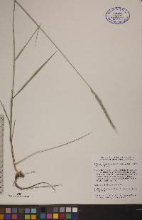 Elymus trachycaulus subsp. trachycaulus image