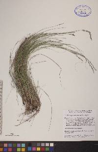 Muhlenbergia richardsonis image